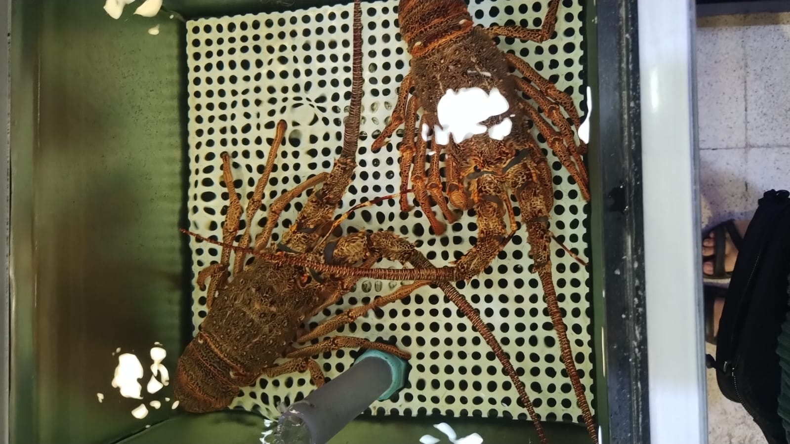 Acuario de langostas en supermercado